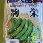 ソラマメ　240126